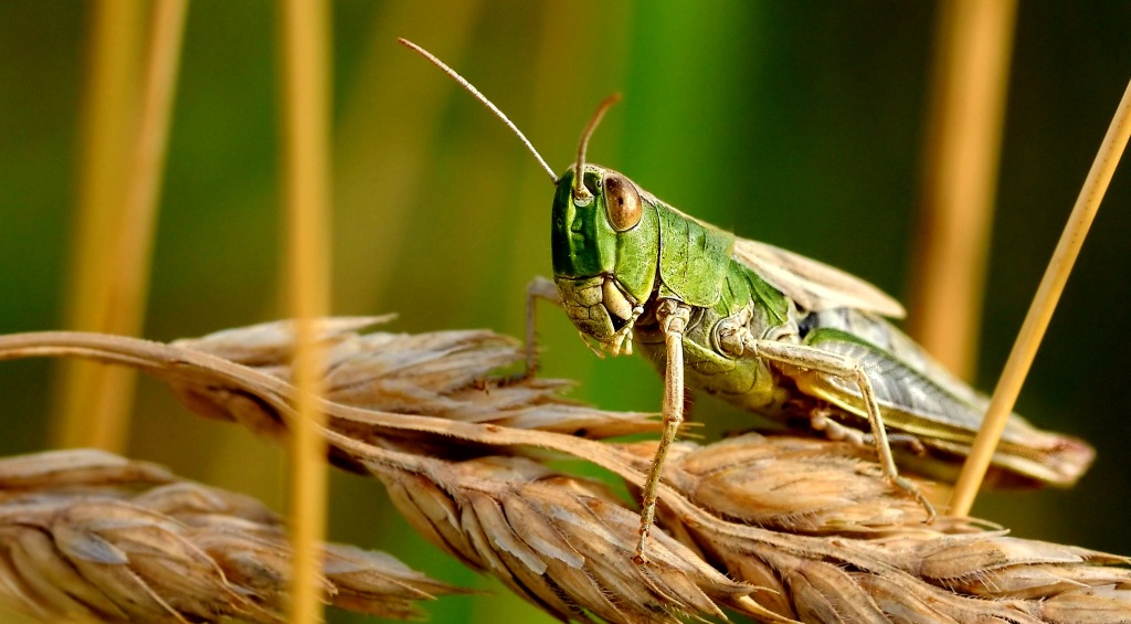 James the Grasshopper: Embracing the Melody Within